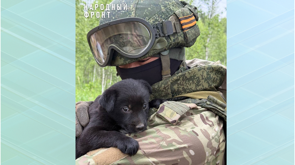 Брянский боец пригрел в зоне СВО маленького щенка Дружка