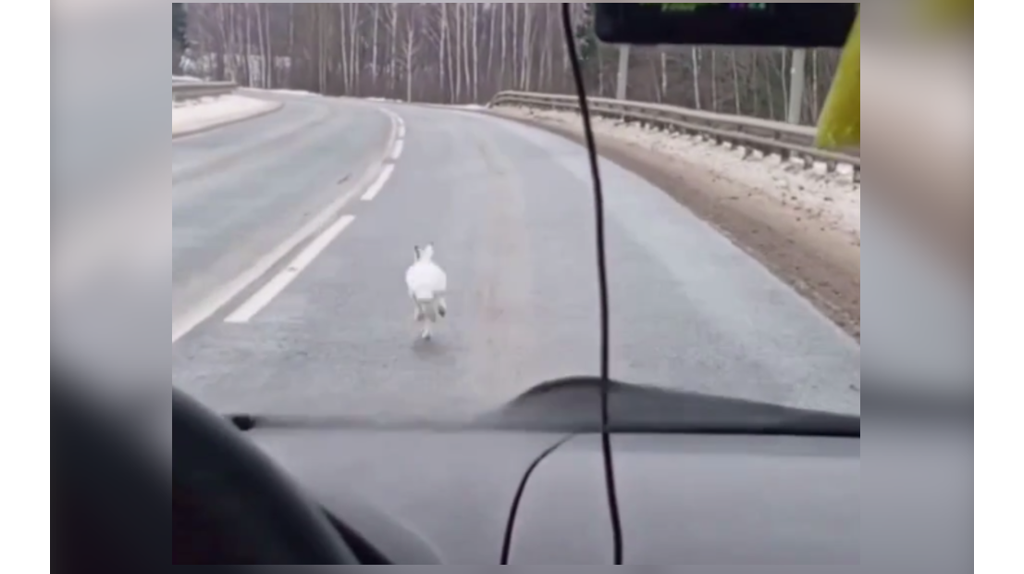 Видео с бегущим по брянской трассе зайцем стало вирусным