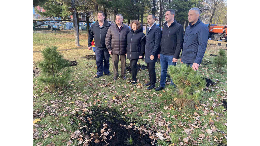 В роще Соловьи в Брянске высадили кедровую аллею