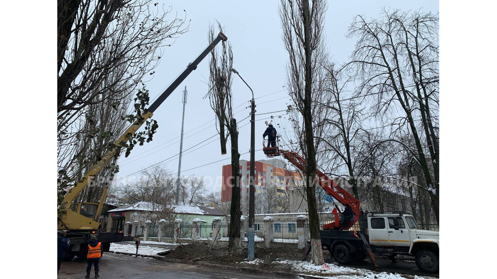 Сложная операция по спилу старого тополя прошла в Володарском районе Брянска