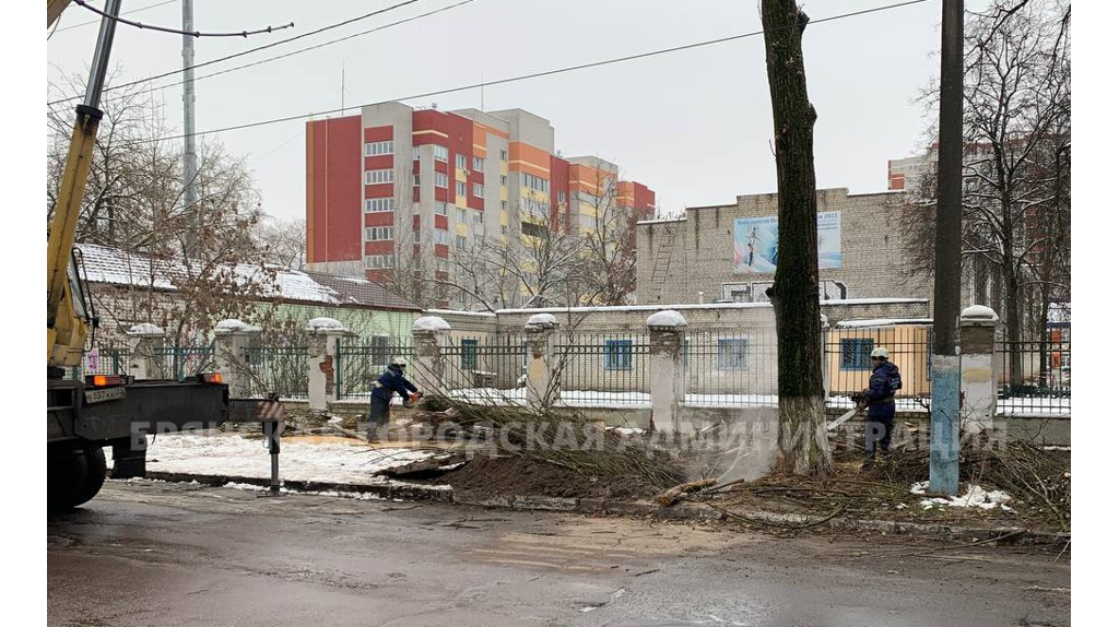 Сложная операция по спилу старого тополя прошла в Володарском районе Брянска