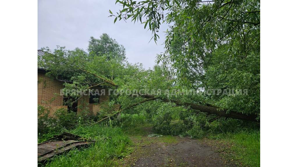 В Брянске из-за ураганного ветра дерево рухнуло на жилой частный дом