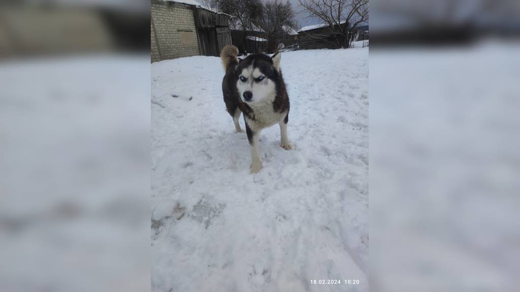 В Брянске ищут хозяина потерявшейся хаски