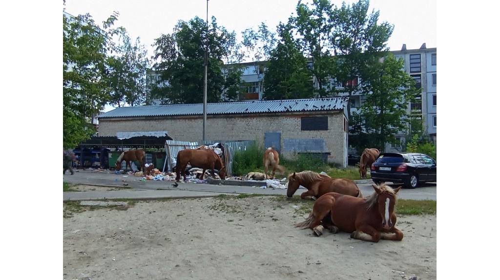 Брянцы обсуждают в сети «лошадиный завтрак» на мусорной площадке