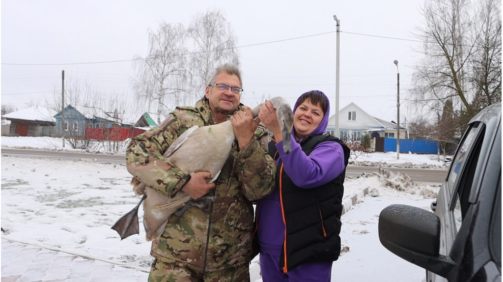 В Стародубе выживший после нападения лисы лебедь пришел к людям