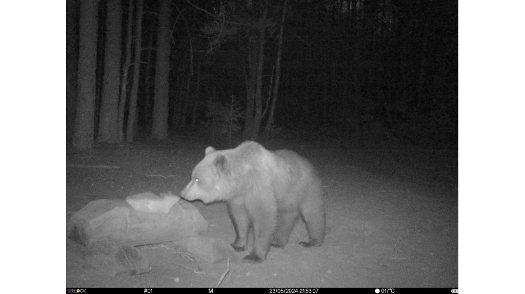 В заповеднике «Брянский лес» в фотоловушку попал медведь