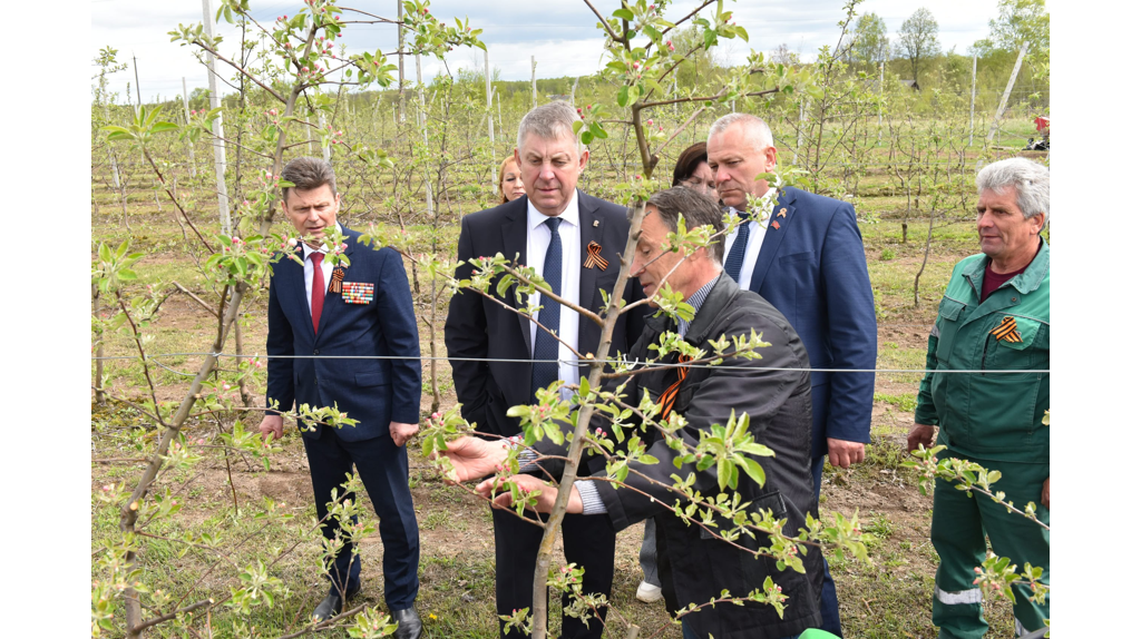 «Брянский сад» подарит урожай в 4000 тонн яблок