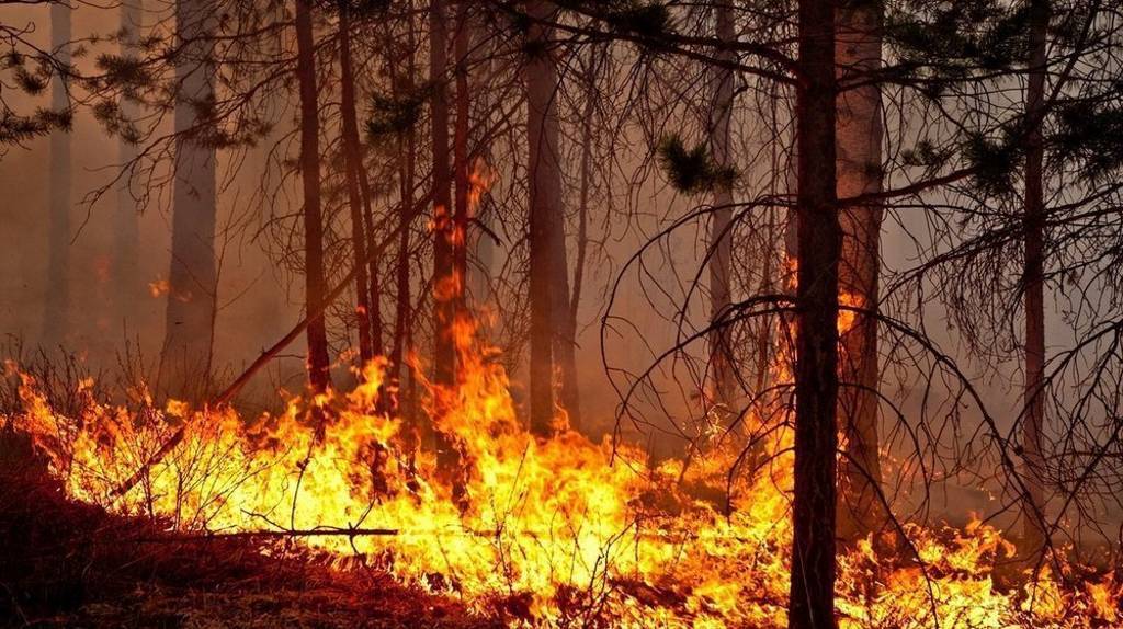 В лесах Брянской области введён особый противопожарный режим