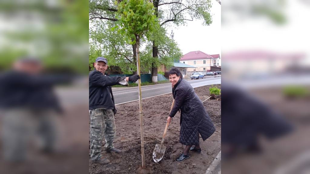 В Унече ко Дню Победы высадили 24 шаровидных клёна