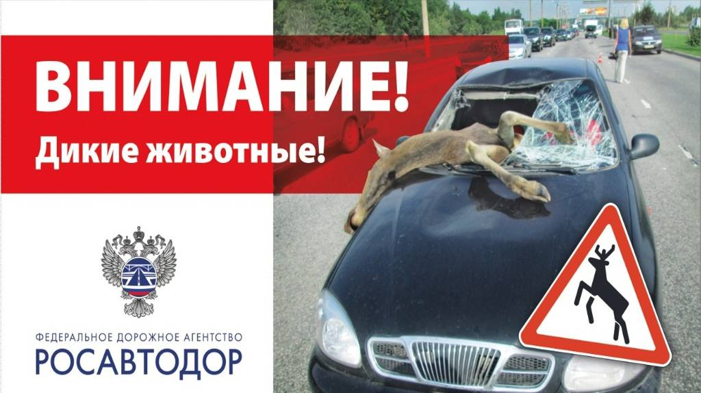 На брянской трассе легковушка сбила лося: автомобилистка госпитализирована
