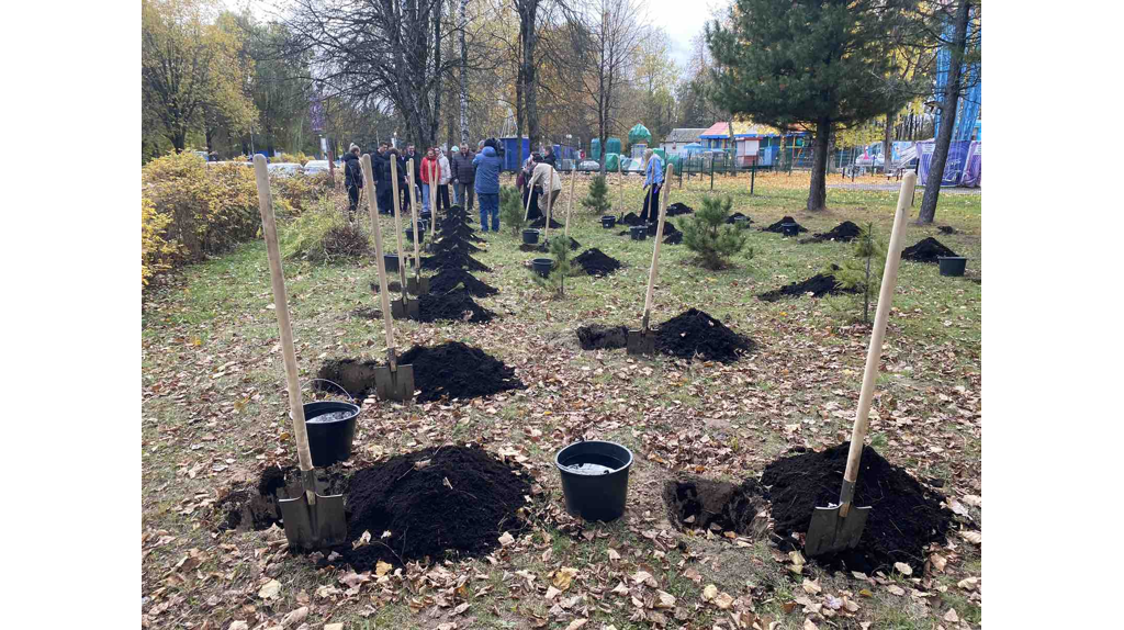 В роще Соловьи в Брянске высадили кедровую аллею