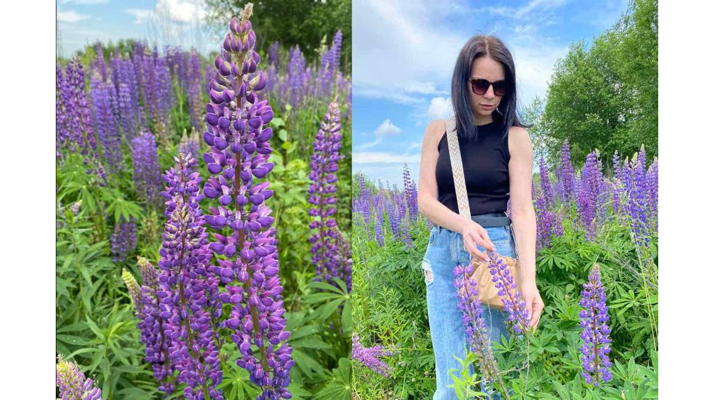 Для любительниц красивых фотосетов в Брянске нашли «лавандовое» поле