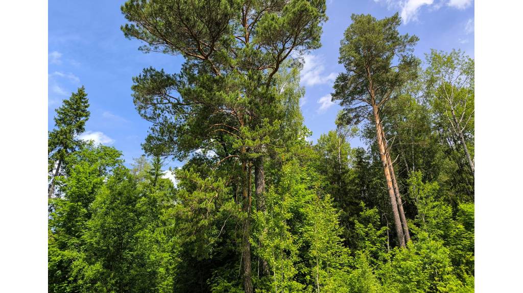 В Сети появились красочные фотоснимки, сделанные в урочище «Большой луг» под Фокино 