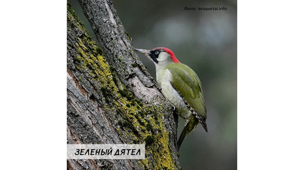 В Красную книгу Брянщины внесены три сотни растений и животных