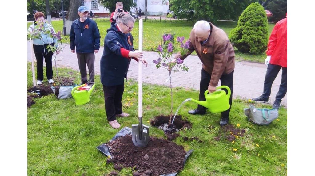 В центре Стародуба высадили саженцы сирени