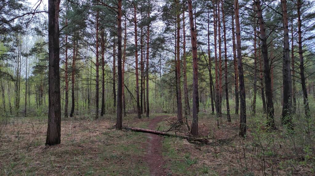 Оказался в другом мире: блогер Артем Малашенко снял на фото красоты брянского леса