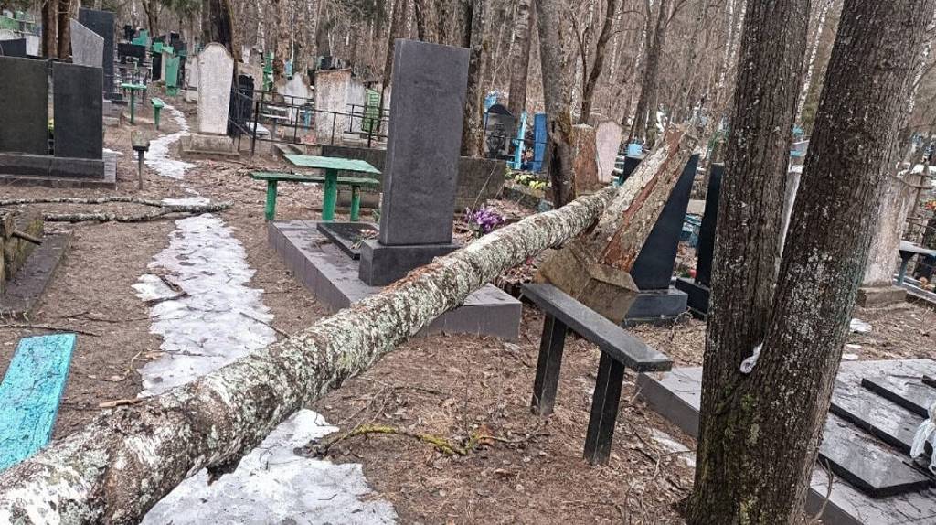 Жители Клинцов просят убрать поваленные деревья с городского кладбища
