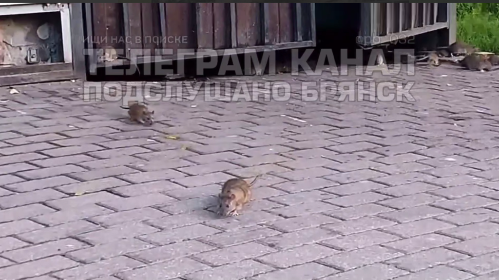 Жители Брянска сообщили о нашествии крыс на улице Тельмана