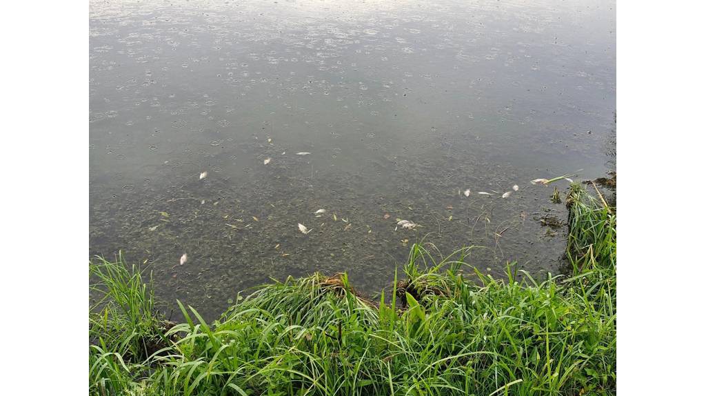 В Трубчевском районе сообщили о массовой гибели рыбы в озере Голевск