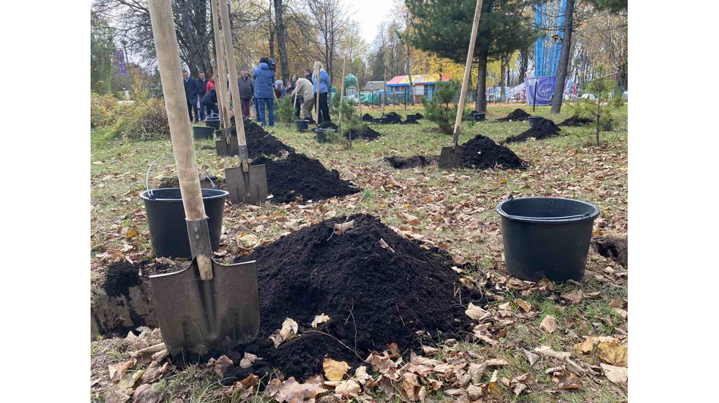 В роще Соловьи в Брянске высадили кедровую аллею