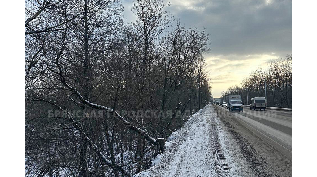 В Брянске с начала года кронировали более 700 деревьев