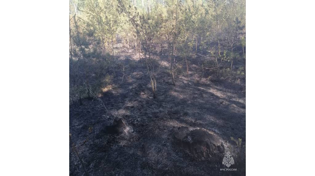 В Клетнянском районе произошёл крупный лесной пожар