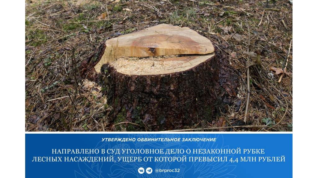 В Брянской области инженера по лесопользованию осудят за вырубку деревьев
