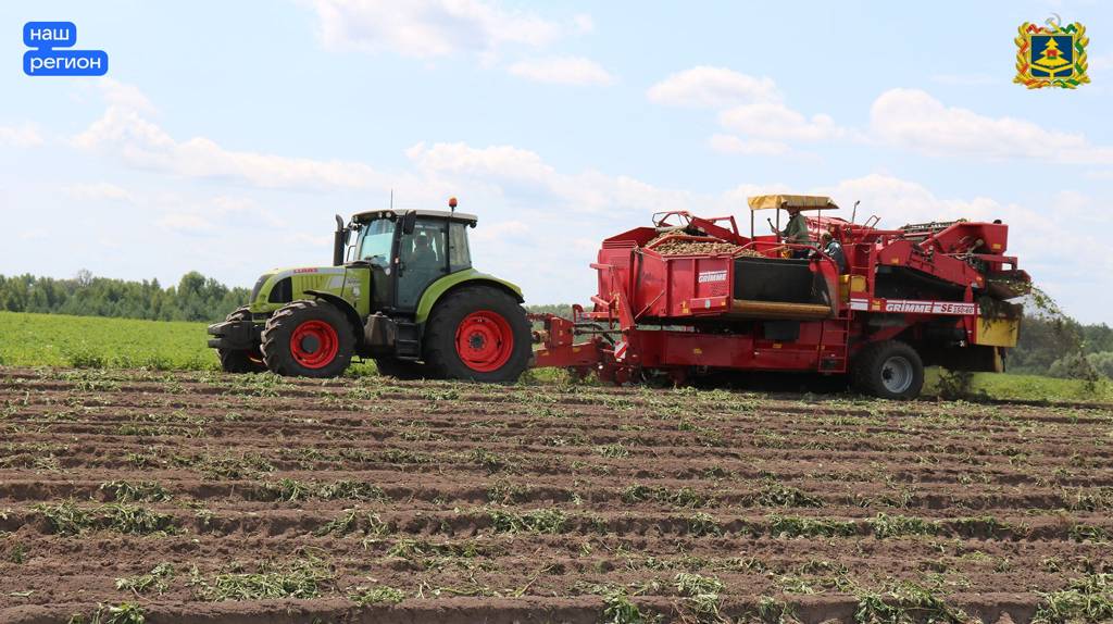 Стародубские аграрии за 2023 год вырастили 385 тысяч тонн картофеля