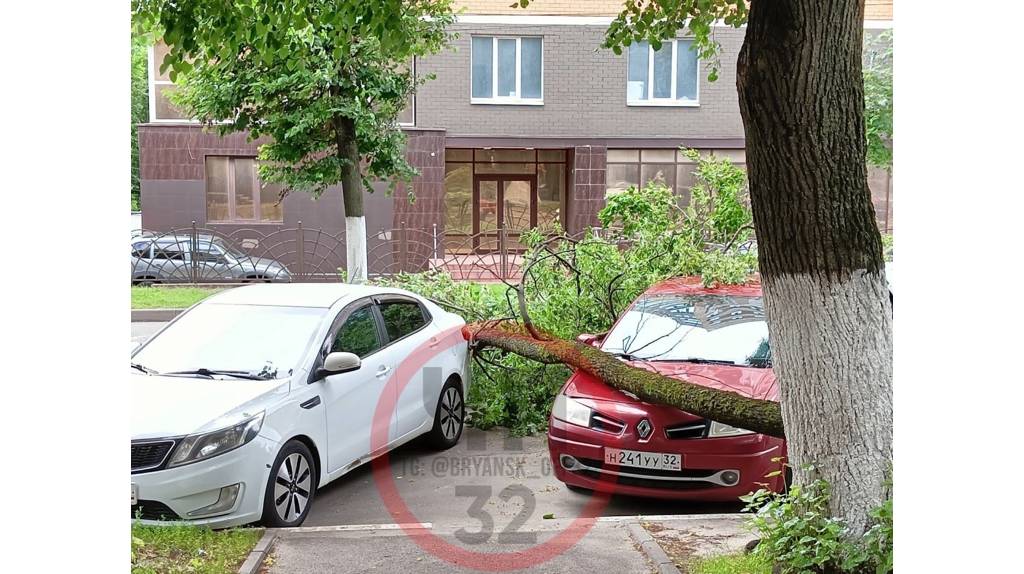 В Брянске дерево упало на припаркованный автомобиль