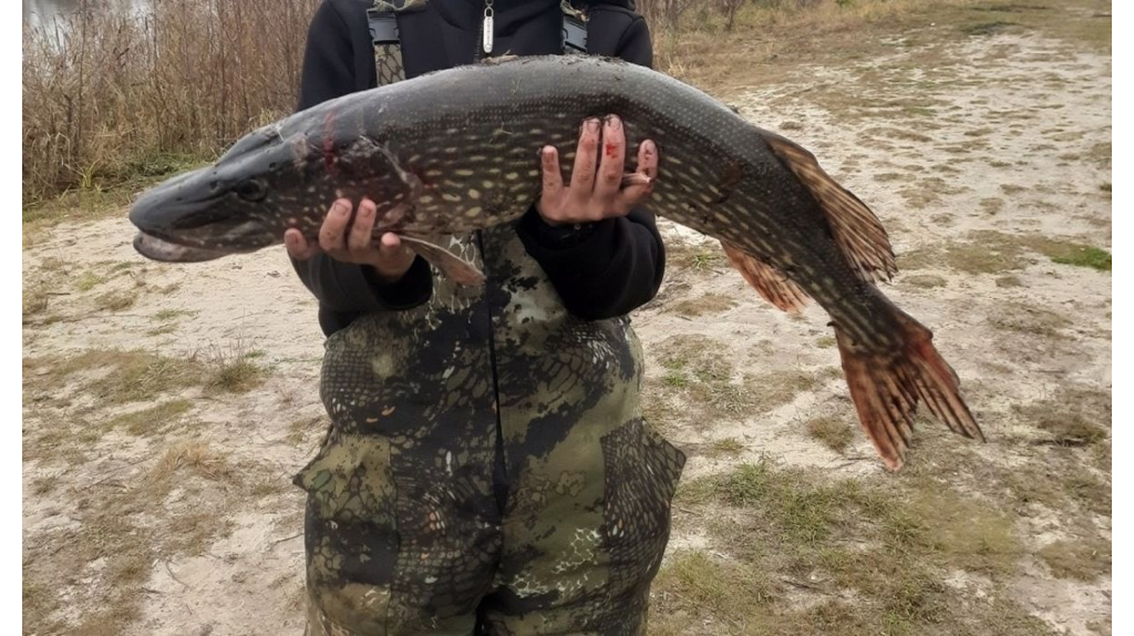 Брянский рыбак поймал гигантскую щуку