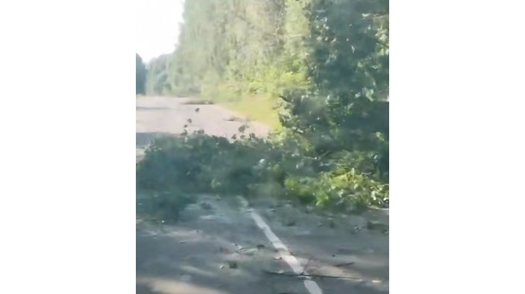 Брянских водителей предупредили о поваленных деревьях на дороге под Клинцами