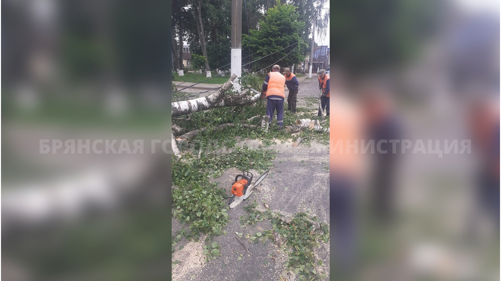 В Брянске убрали 17 поваленных ураганным ветром деревьев