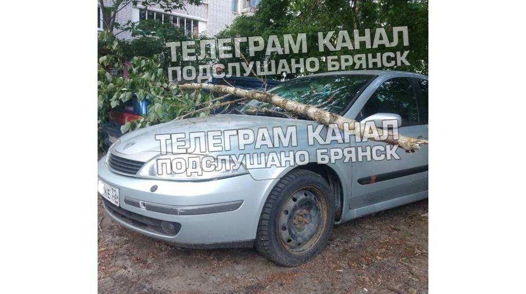 В Брянске на улице Котовского большой сук рухнул на автомобили