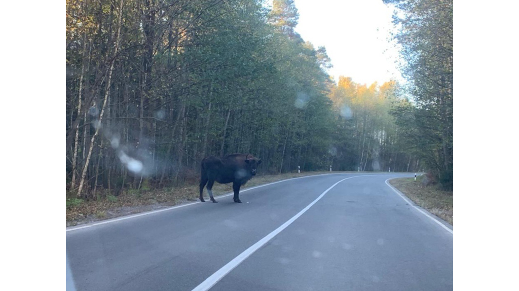 Брянцев предупредили о зубрах на дорогах