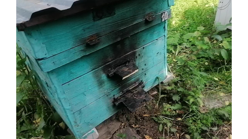 Жительница Рогнединского района подожгла пасеку соседа