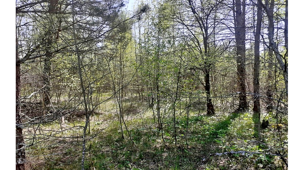 В Брянском районе у собственника изъяли 6,6 гектара заросших бурьяном земель