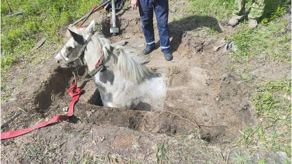Брянские спасатели вызволили лошадь из бетонного подвала
