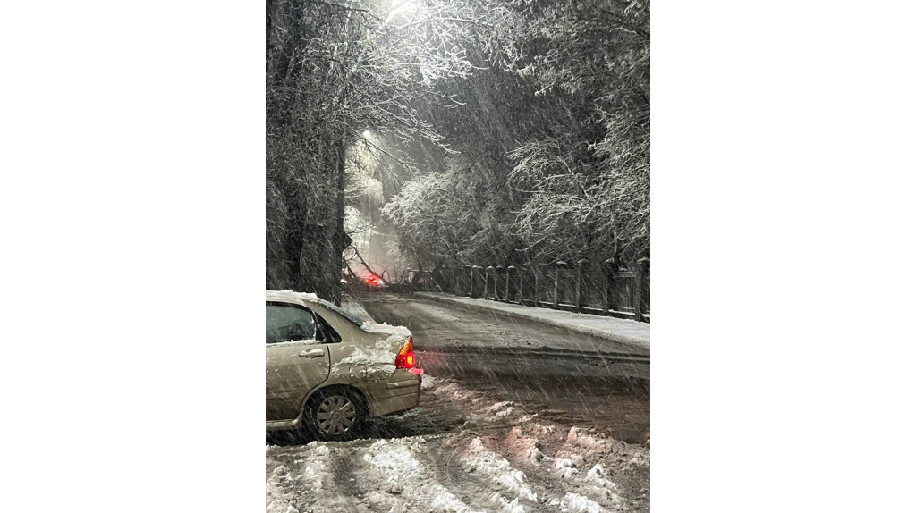 В Брянске упавшее дерево перекрыло улицу Горького