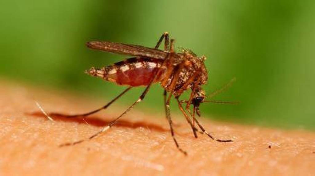 Жителей Брянщины ожидает нашествие комаров после 20 июня