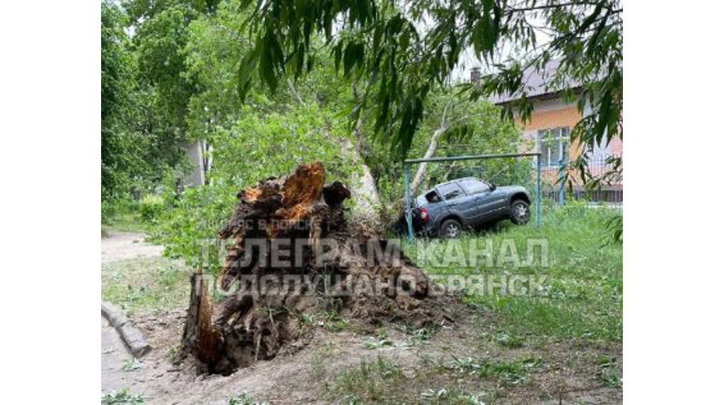 В Брянске из-за сильного ветра дерево рухнуло на автомобиль и детский сад