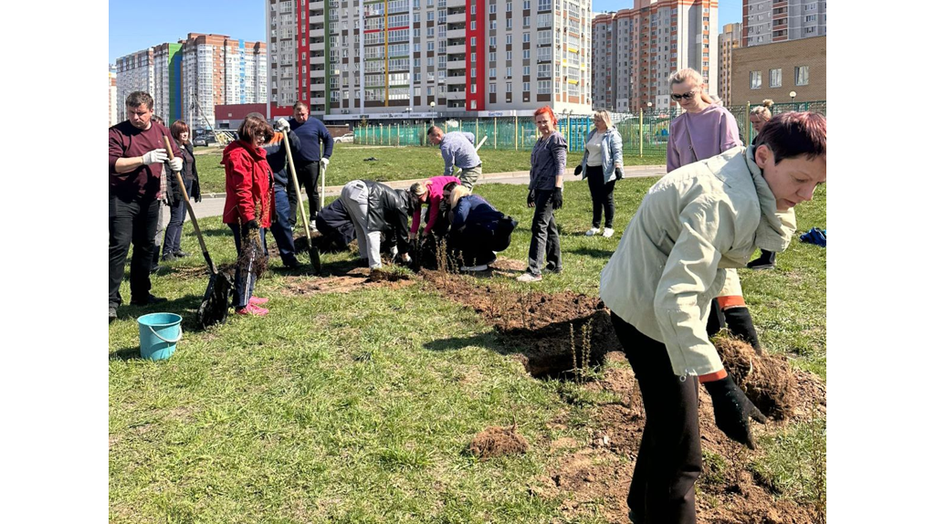 В Брянске на улице Горбатова высадили 300 кустов кизильника и 18 рябин