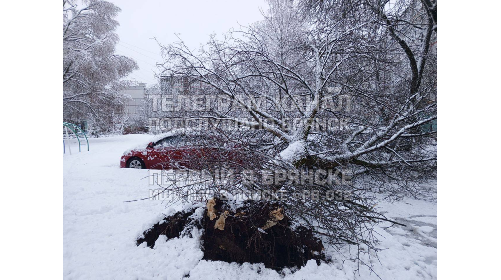 Упавшие деревья: брянцы делятся последствиями снегопада