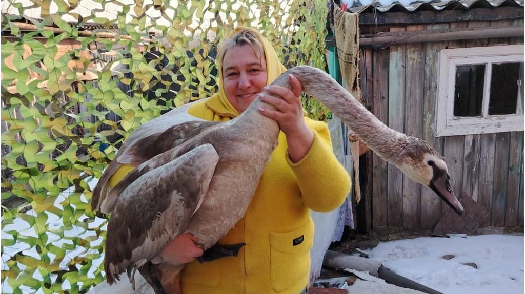 Жительница брянского села Лакомая Буда спасла и выходила лебедя