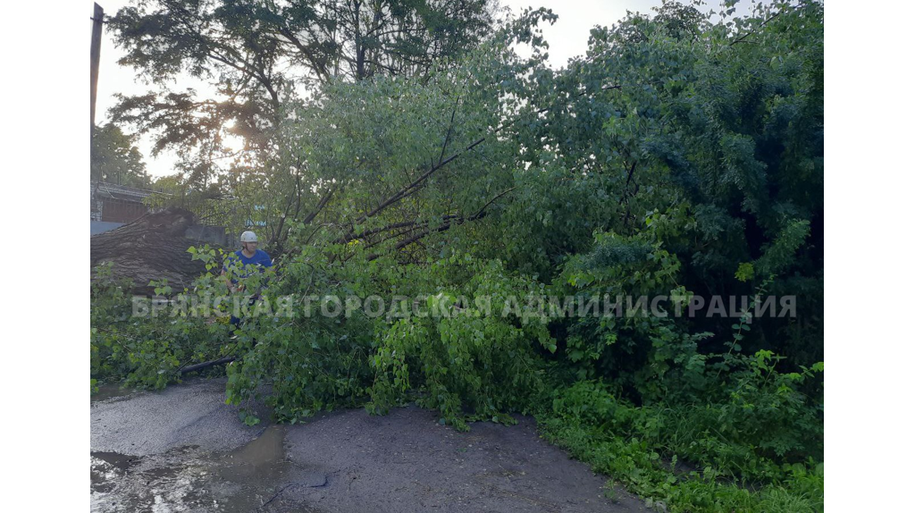 В Брянске на дом на перекрестке улиц Тютчева и 8 Марта упало дерево