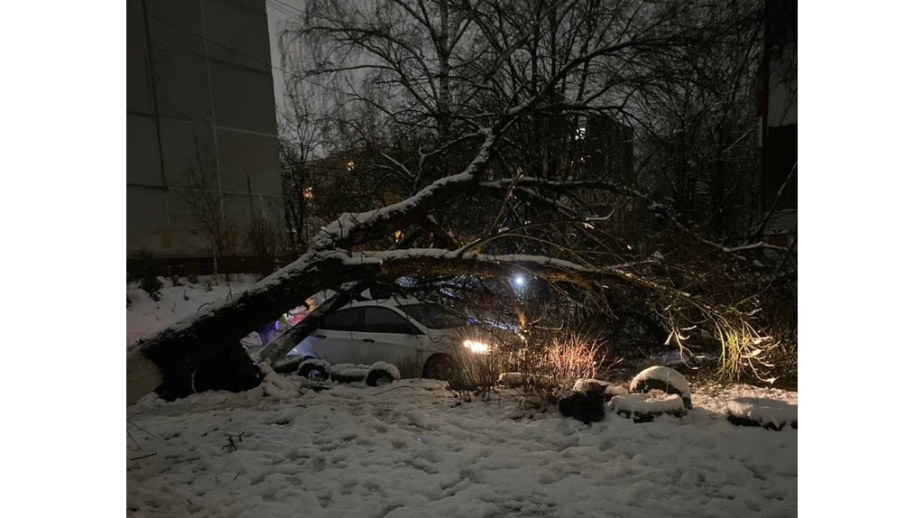 В Брянске спасатели убрали более 20 поваленных деревьев