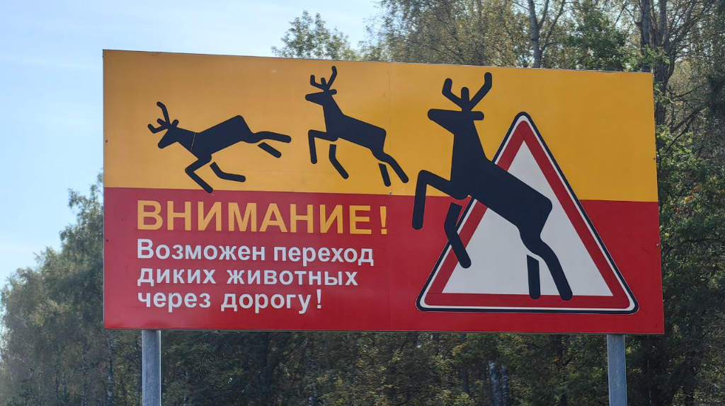 Брянских водителей предупредили о брачном сезоне лосей