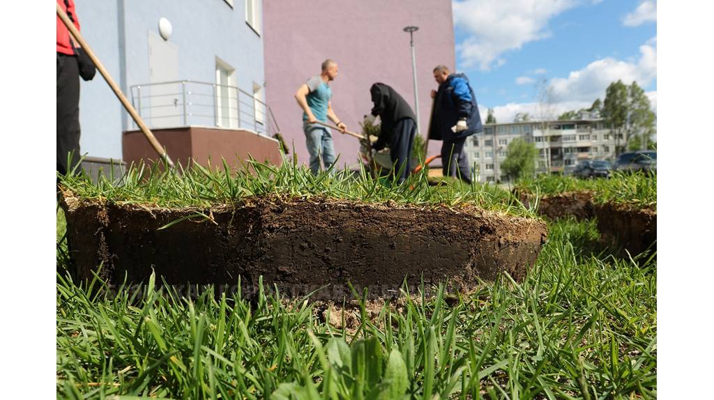 В Брянске в ФОК «Бежица» высадили очередную партию туй и можжевельников