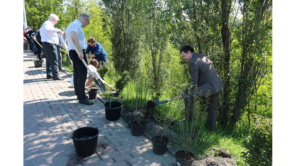 В Брянске на проспекте Ленина высадили более 100 кустов кизильника