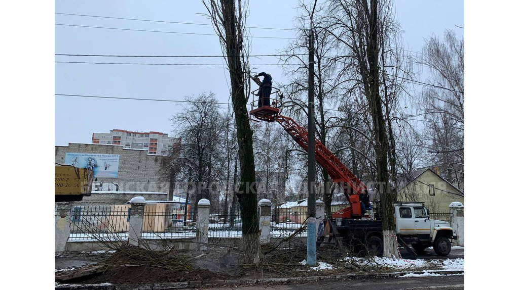 Сложная операция по спилу старого тополя прошла в Володарском районе Брянска