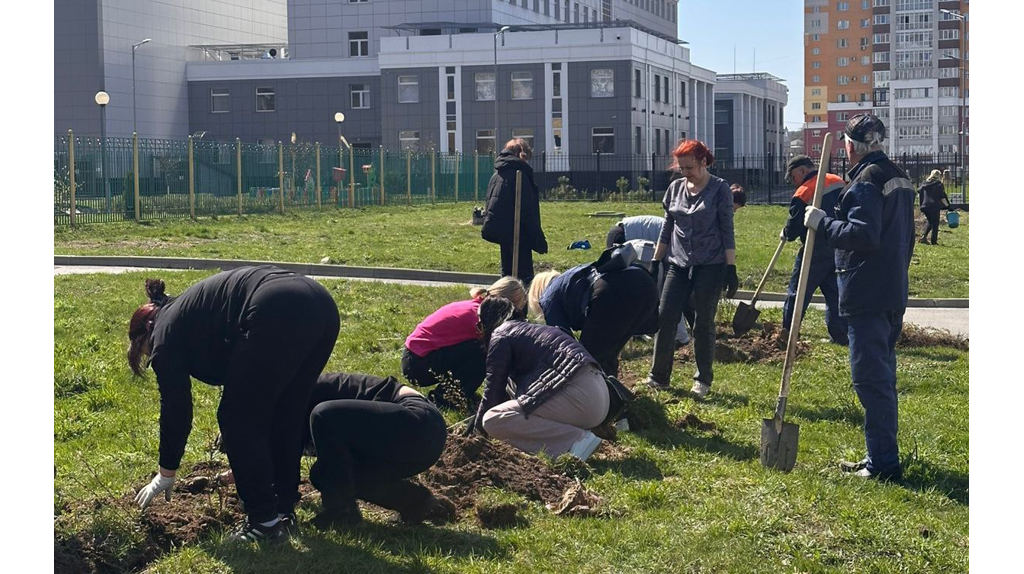 В Брянске на улице Горбатова высадили 300 кустов кизильника и 18 рябин